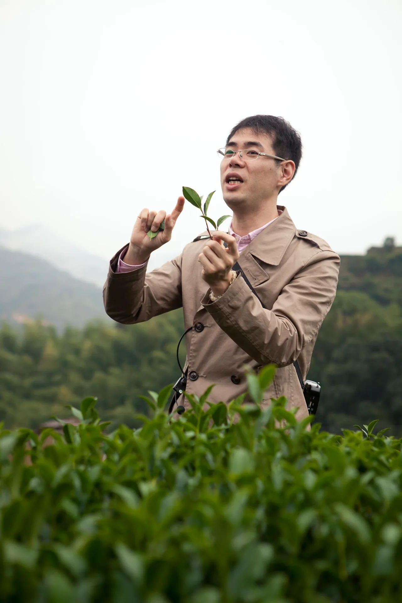 中国茶の新芽を手に取り特徴を説明する大高勇気